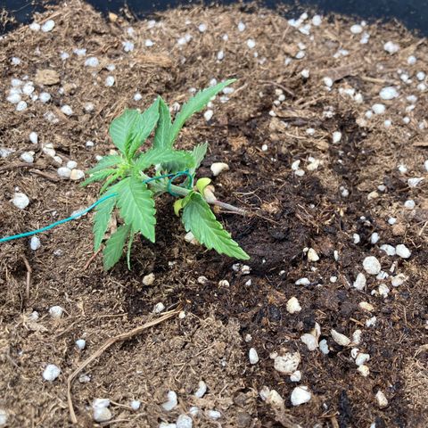 HulkBerry Automatic growlog timeline photo