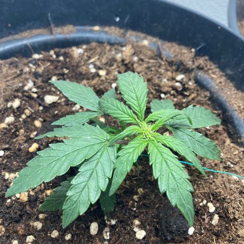 Royal Bluematic growlog timeline photo