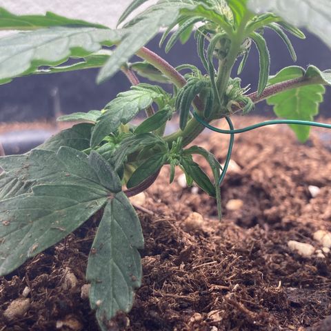 Royal Bluematic growlog timeline photo