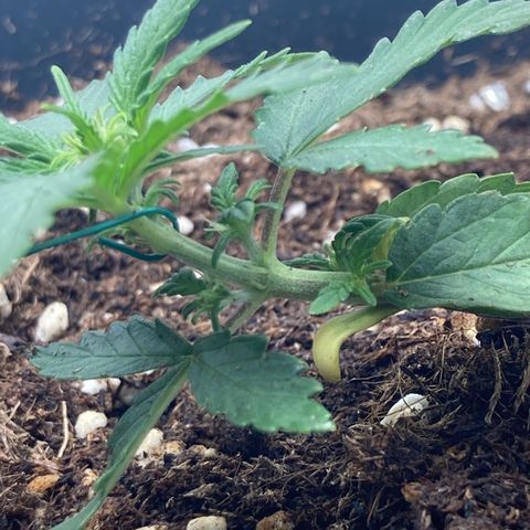 HulkBerry Automatic growlog timeline photo