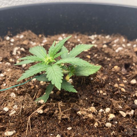HulkBerry Automatic growlog timeline photo