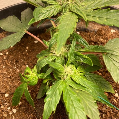 Royal Bluematic growlog timeline photo