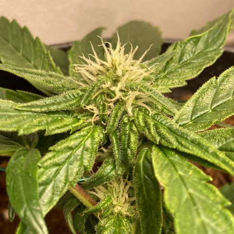 Royal Bluematic growlog timeline photo