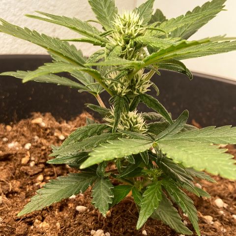 HulkBerry Automatic growlog timeline photo