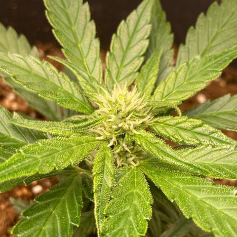 HulkBerry Automatic growlog timeline photo