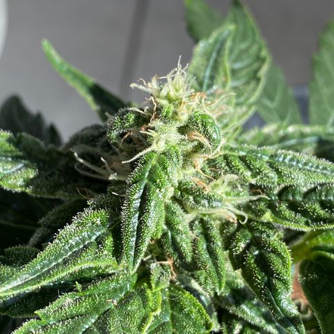 Royal Bluematic growlog timeline photo
