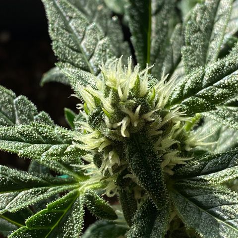 HulkBerry Automatic growlog timeline photo