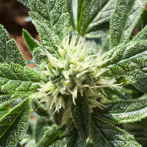 HulkBerry Automatic growlog timeline photo