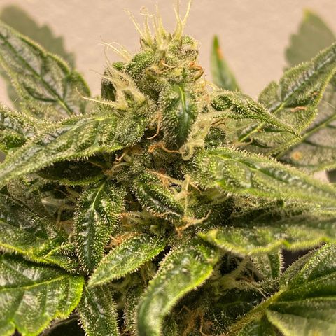 Royal Bluematic growlog timeline photo