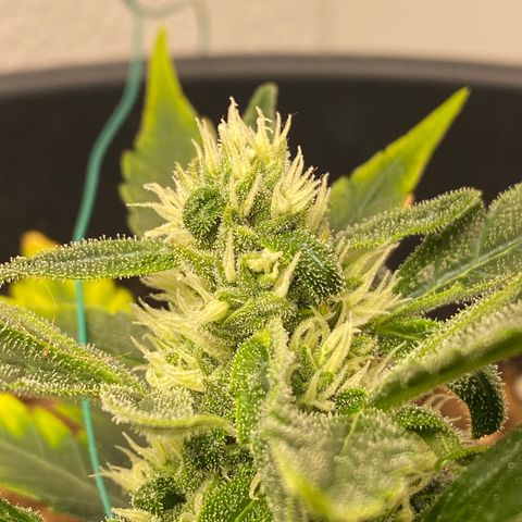 HulkBerry Automatic growlog timeline photo