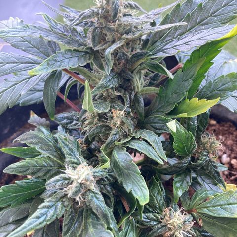 Royal Bluematic growlog timeline photo