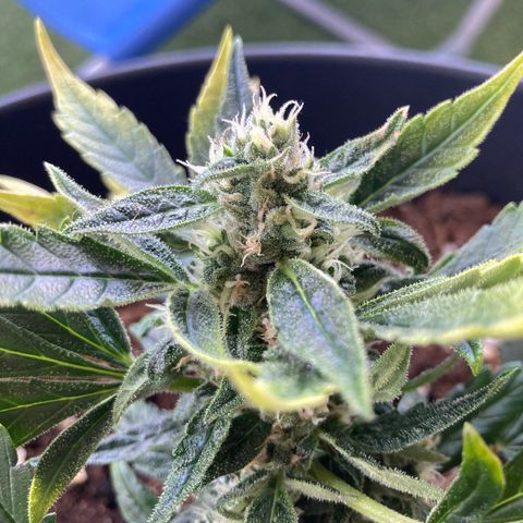 HulkBerry Automatic growlog timeline photo