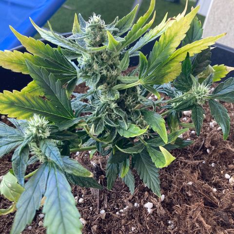 HulkBerry Automatic growlog timeline photo