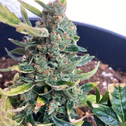 HulkBerry Automatic growlog timeline photo