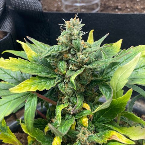 Royal Bluematic growlog timeline photo