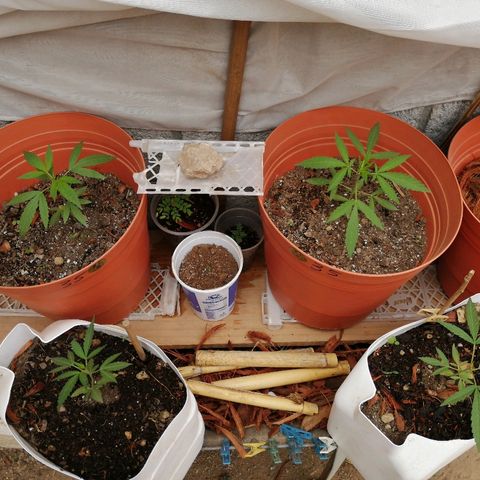 Genética desconocida growlog photo: Día 38 desde germinacion
