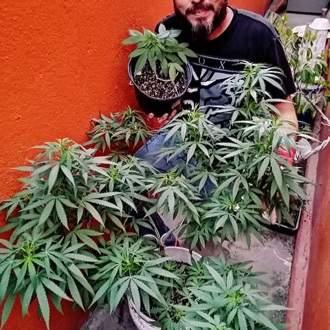 Genética desconocida growlog photo: Día 38 desde germinacion
