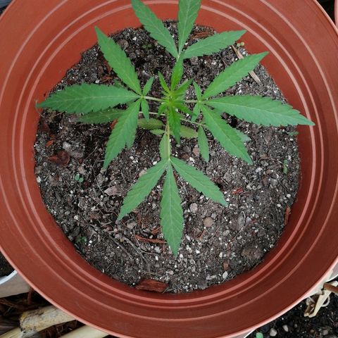 Genética desconocida growlog photo: Día 38 desde germinacion

