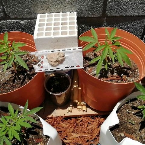 Genética desconocida growlog timeline photo