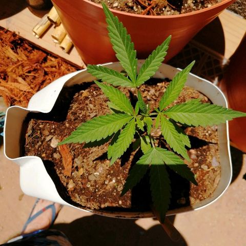 Genética desconocida growlog photo: 5 con apical