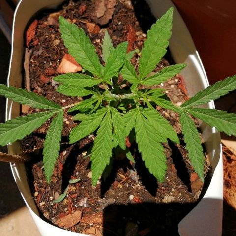 Genética desconocida growlog photo: 5 con apical