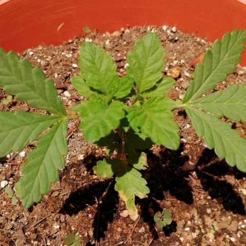 Genética desconocida growlog photo: 5 con apical