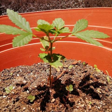 Genética desconocida growlog photo: 5 con apical
