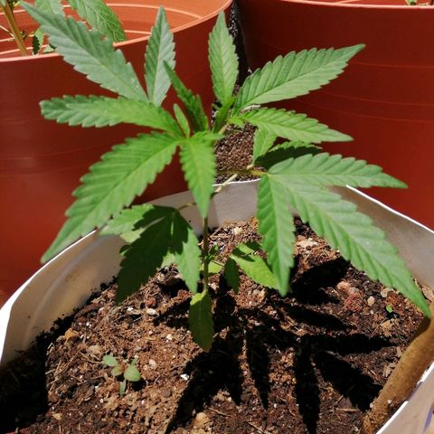 Genética desconocida growlog photo: 5 con apical
