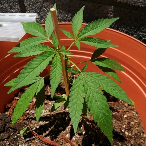 Genética desconocida growlog photo: 5 con apical