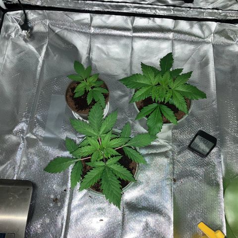 Apple Fritter growlog timeline photo