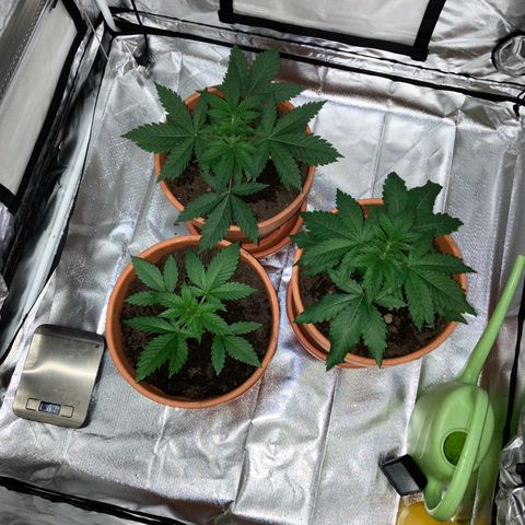 Apple Fritter growlog timeline photo