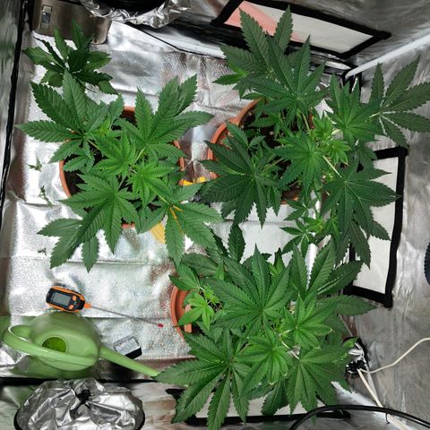 Apple Fritter growlog timeline photo