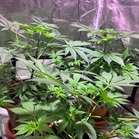 Apple Fritter growlog timeline photo