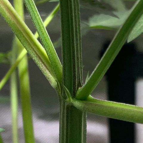 Apple Fritter growlog timeline photo