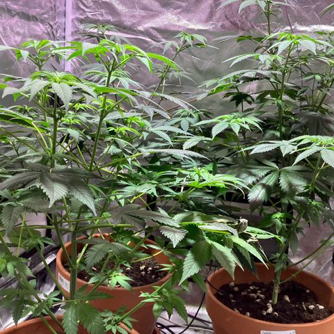 Apple Fritter growlog timeline photo
