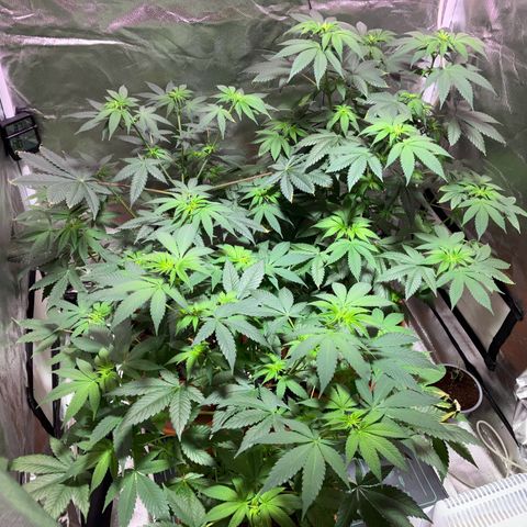 Apple Fritter growlog timeline photo