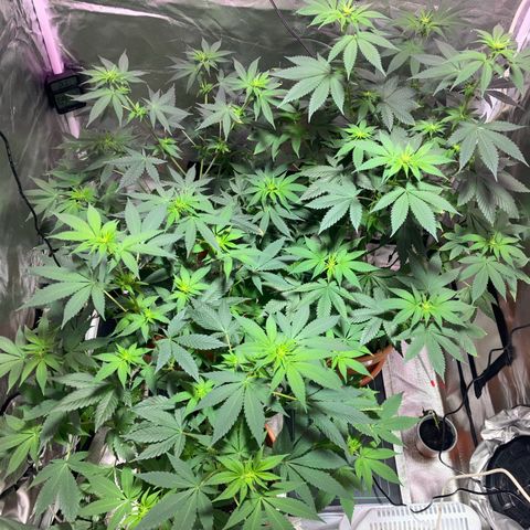 Apple Fritter growlog timeline photo
