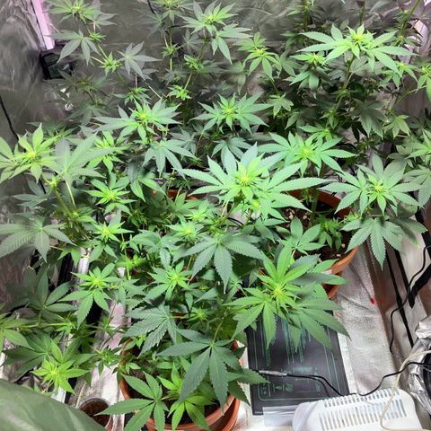 Apple Fritter growlog timeline photo