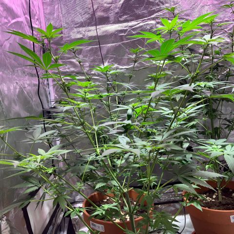 Apple Fritter growlog timeline photo