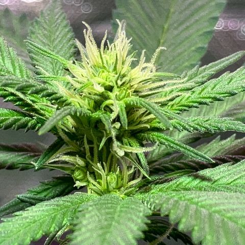 Apple Fritter growlog timeline photo