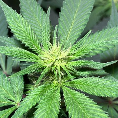 Apple Fritter growlog timeline photo