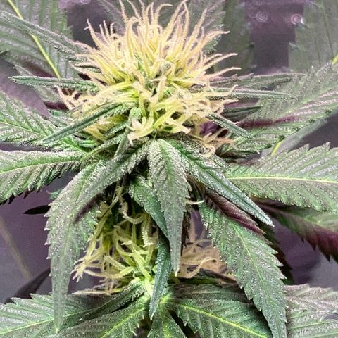 Apple Fritter growlog timeline photo