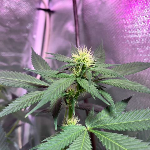 Apple Fritter growlog timeline photo