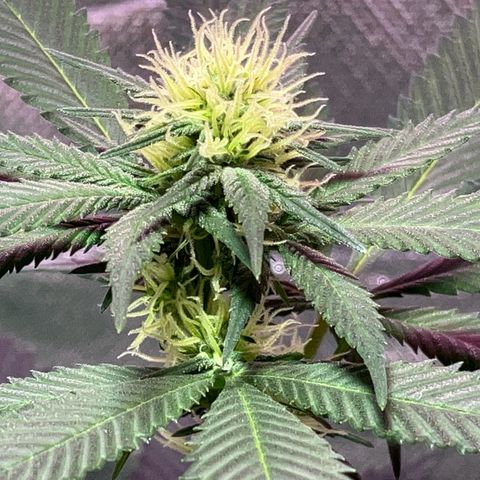 Apple Fritter growlog timeline photo