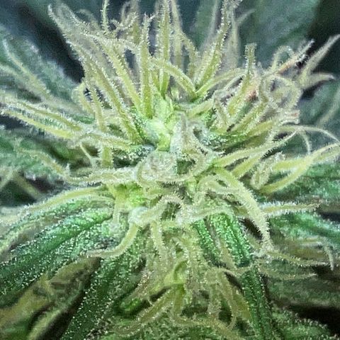 Apple Fritter growlog timeline photo