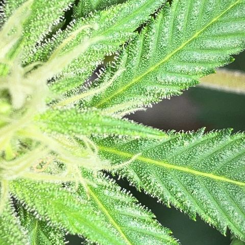 Apple Fritter growlog timeline photo
