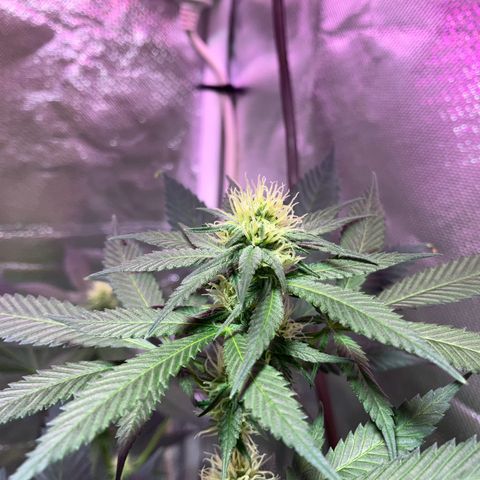 Apple Fritter growlog timeline photo