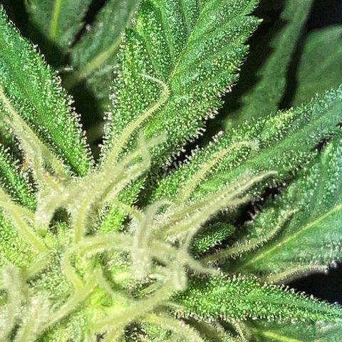 Apple Fritter growlog timeline photo