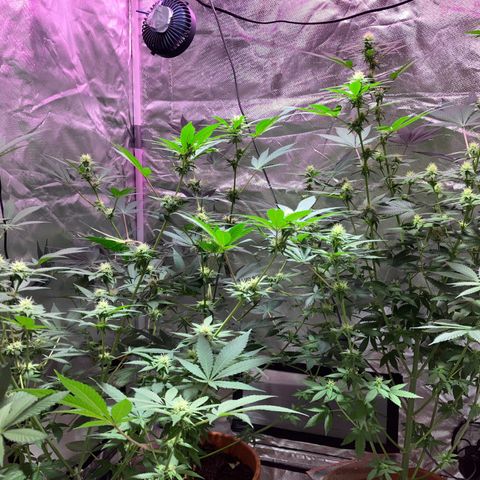 Apple Fritter growlog timeline photo