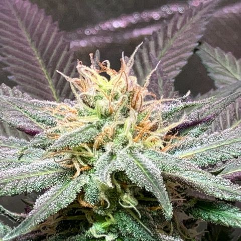 Apple Fritter growlog timeline photo